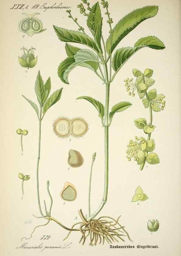 Reproducción/Reproduction 7982379105: Prof. Dr. Thomé's Flora von Deutschland, Österreich und der Schweiz, in Wort und Bild, für Schule und Haus ; mit ... Tafeln ... von Walter Müller.. Gera-Untermhaus :F.E. Köhler,1886-1934.