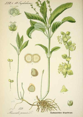 Reproducción/Reproduction 7982379105: Prof. Dr. Thomé's Flora von Deutschland, Österreich und der Schweiz, in Wort und Bild, für Schule und Haus ; mit ... Tafeln ... von Walter Müller.. Gera-Untermhaus :F.E. Köhler,1886-1934.