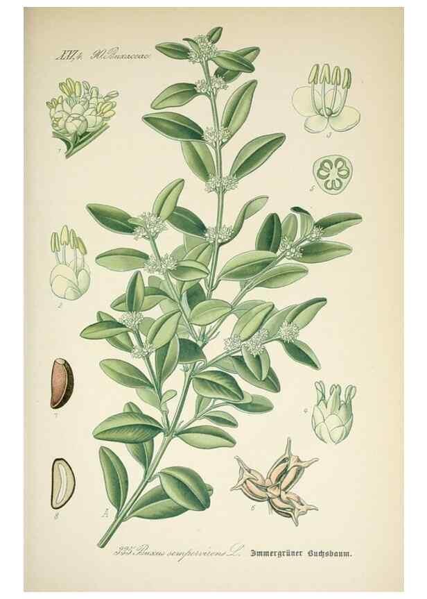 Reproducción/Reproduction 7982379569: Prof. Dr. Thomé's Flora von Deutschland, Österreich und der Schweiz, in Wort und Bild, für Schule und Haus ; mit ... Tafeln ... von Walter Müller.. Gera-Untermhaus :F.E. Köhler,1886-1934.