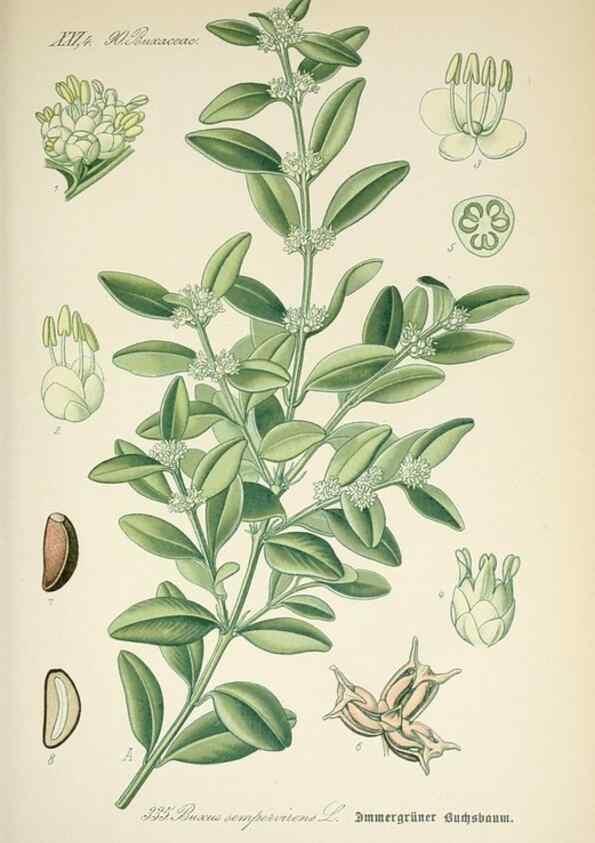 Reproducción/Reproduction 7982379569: Prof. Dr. Thomé's Flora von Deutschland, Österreich und der Schweiz, in Wort und Bild, für Schule und Haus ; mit ... Tafeln ... von Walter Müller.. Gera-Untermhaus :F.E. Köhler,1886-1934.