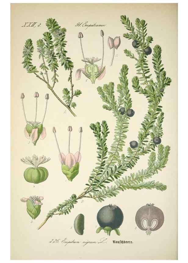 Reproducción/Reproduction 7982382944: Prof. Dr. Thomé's Flora von Deutschland, Österreich und der Schweiz, in Wort und Bild, für Schule und Haus ; mit ... Tafeln ... von Walter Müller.. Gera-Untermhaus :F.E. Köhler,1886-1934.