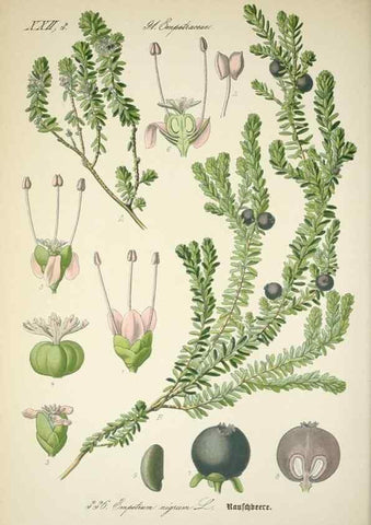 Reproducción/Reproduction 7982382944: Prof. Dr. Thomé's Flora von Deutschland, Österreich und der Schweiz, in Wort und Bild, für Schule und Haus ; mit ... Tafeln ... von Walter Müller.. Gera-Untermhaus :F.E. Köhler,1886-1934.