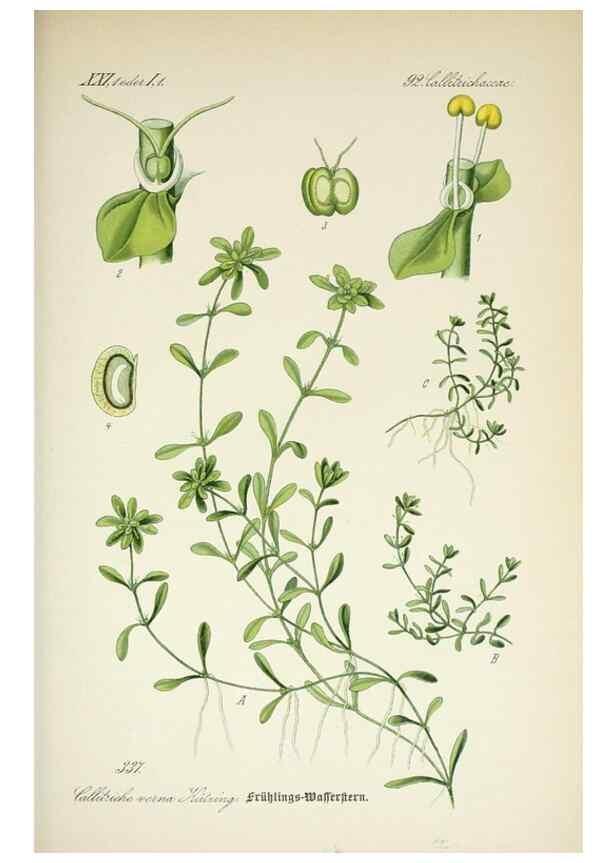 Reproducción/Reproduction 7982380573: Prof. Dr. Thomé's Flora von Deutschland, Österreich und der Schweiz, in Wort und Bild, für Schule und Haus ; mit ... Tafeln ... von Walter Müller.. Gera-Untermhaus :F.E. Köhler,1886-1934.