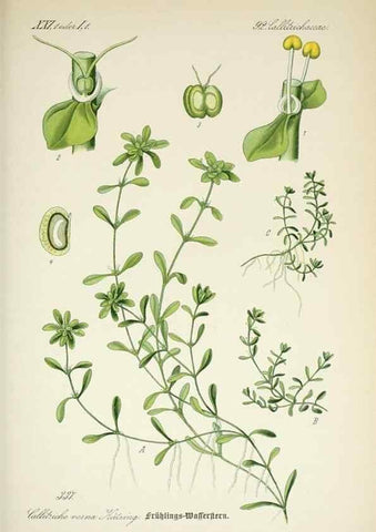 Reproducción/Reproduction 7982380573: Prof. Dr. Thomé's Flora von Deutschland, Österreich und der Schweiz, in Wort und Bild, für Schule und Haus ; mit ... Tafeln ... von Walter Müller.. Gera-Untermhaus :F.E. Köhler,1886-1934.