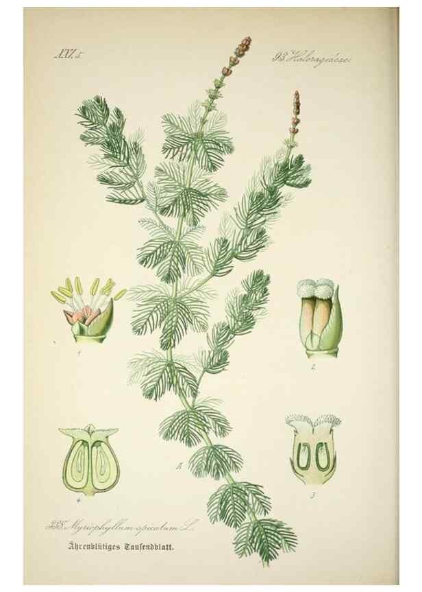 Reproducción/Reproduction 7982383914: Prof. Dr. Thomé's Flora von Deutschland, Österreich und der Schweiz, in Wort und Bild, für Schule und Haus ; mit ... Tafeln ... von Walter Müller.. Gera-Untermhaus :F.E. Köhler,1886-1934.