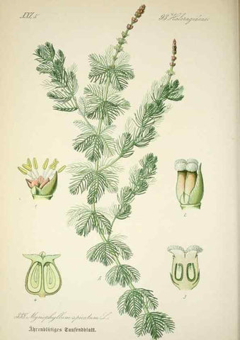 Reproducción/Reproduction 7982383914: Prof. Dr. Thomé's Flora von Deutschland, Österreich und der Schweiz, in Wort und Bild, für Schule und Haus ; mit ... Tafeln ... von Walter Müller.. Gera-Untermhaus :F.E. Köhler,1886-1934.