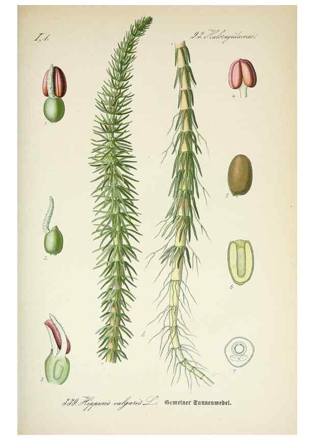 Reproducción/Reproduction 7982381545: Prof. Dr. Thomé's Flora von Deutschland, Österreich und der Schweiz, in Wort und Bild, für Schule und Haus ; mit ... Tafeln ... von Walter Müller.. Gera-Untermhaus :F.E. Köhler,1886-1934.