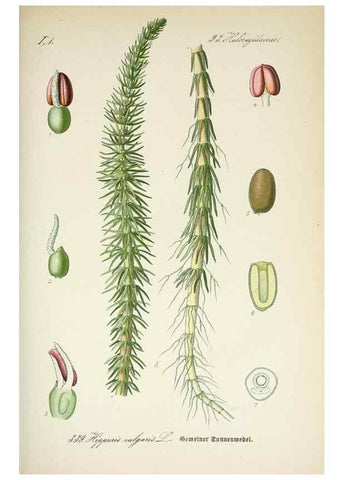 Reproducción/Reproduction 7982381545: Prof. Dr. Thomé's Flora von Deutschland, Österreich und der Schweiz, in Wort und Bild, für Schule und Haus ; mit ... Tafeln ... von Walter Müller.. Gera-Untermhaus :F.E. Köhler,1886-1934.