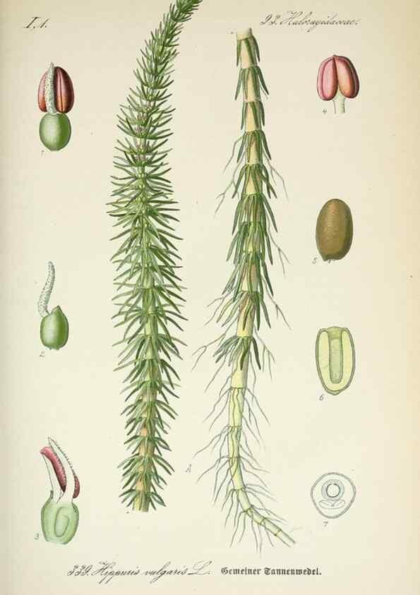 Reproducción/Reproduction 7982381545: Prof. Dr. Thomé's Flora von Deutschland, Österreich und der Schweiz, in Wort und Bild, für Schule und Haus ; mit ... Tafeln ... von Walter Müller.. Gera-Untermhaus :F.E. Köhler,1886-1934.