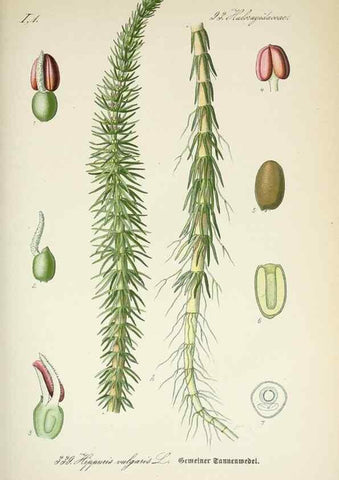 Reproducción/Reproduction 7982381545: Prof. Dr. Thomé's Flora von Deutschland, Österreich und der Schweiz, in Wort und Bild, für Schule und Haus ; mit ... Tafeln ... von Walter Müller.. Gera-Untermhaus :F.E. Köhler,1886-1934.