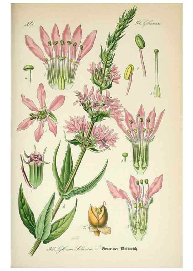 Reproducción/Reproduction 7982384786: Prof. Dr. Thomé's Flora von Deutschland, Österreich und der Schweiz, in Wort und Bild, für Schule und Haus ; mit ... Tafeln ... von Walter Müller.. Gera-Untermhaus :F.E. Köhler,1886-1934.