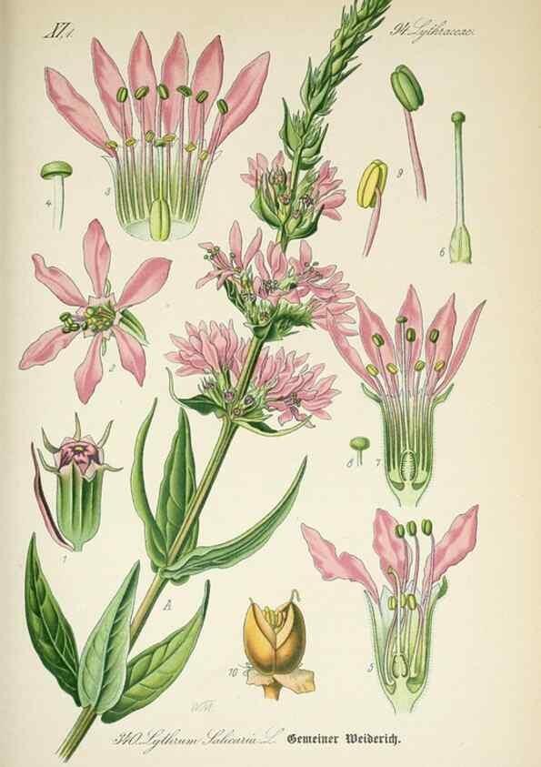 Reproducción/Reproduction 7982384786: Prof. Dr. Thomé's Flora von Deutschland, Österreich und der Schweiz, in Wort und Bild, für Schule und Haus ; mit ... Tafeln ... von Walter Müller.. Gera-Untermhaus :F.E. Köhler,1886-1934.
