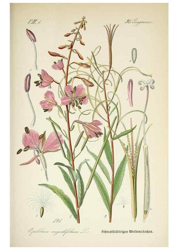Reproducción/Reproduction 7982385374: Prof. Dr. Thomé's Flora von Deutschland, Österreich und der Schweiz, in Wort und Bild, für Schule und Haus ; mit ... Tafeln ... von Walter Müller.. Gera-Untermhaus :F.E. Köhler,1886-1934.