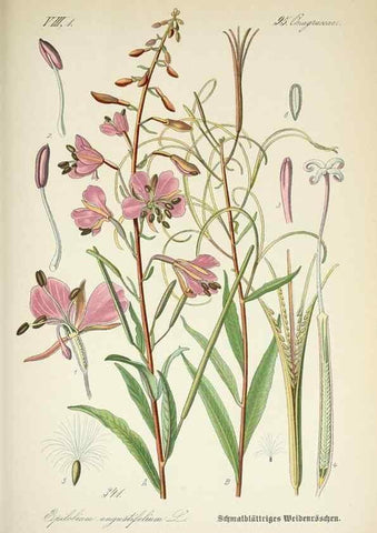 Reproducción/Reproduction 7982385374: Prof. Dr. Thomé's Flora von Deutschland, Österreich und der Schweiz, in Wort und Bild, für Schule und Haus ; mit ... Tafeln ... von Walter Müller.. Gera-Untermhaus :F.E. Köhler,1886-1934.
