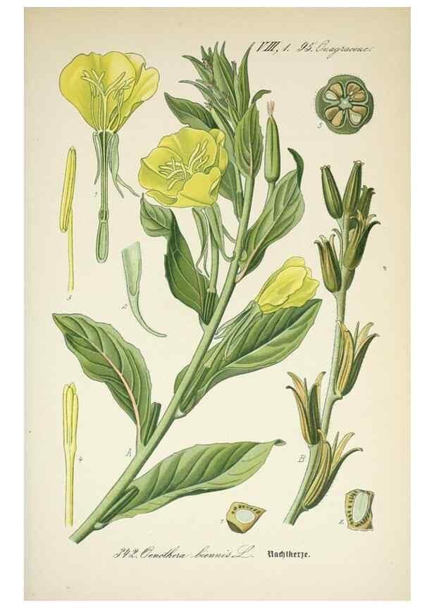 Reproducción/Reproduction 7982385832: Prof. Dr. Thomé's Flora von Deutschland, Österreich und der Schweiz, in Wort und Bild, für Schule und Haus ; mit ... Tafeln ... von Walter Müller.. Gera-Untermhaus :F.E. Köhler,1886-1934.