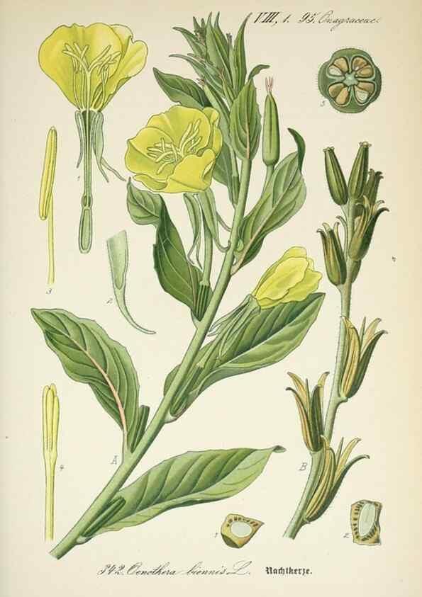 Reproducción/Reproduction 7982385832: Prof. Dr. Thomé's Flora von Deutschland, Österreich und der Schweiz, in Wort und Bild, für Schule und Haus ; mit ... Tafeln ... von Walter Müller.. Gera-Untermhaus :F.E. Köhler,1886-1934.