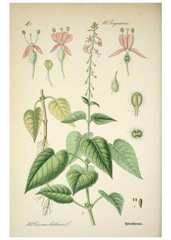 Reproducción/Reproduction 7982383483: Prof. Dr. Thomé's Flora von Deutschland, Österreich und der Schweiz, in Wort und Bild, für Schule und Haus ; mit ... Tafeln ... von Walter Müller.. Gera-Untermhaus :F.E. Köhler,1886-1934.