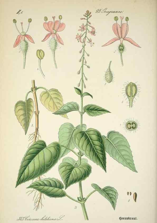 Reproducción/Reproduction 7982383483: Prof. Dr. Thomé's Flora von Deutschland, Österreich und der Schweiz, in Wort und Bild, für Schule und Haus ; mit ... Tafeln ... von Walter Müller.. Gera-Untermhaus :F.E. Köhler,1886-1934.