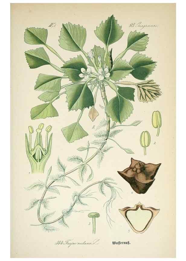 Reproducción/Reproduction 7982386808: Prof. Dr. Thomé's Flora von Deutschland, Österreich und der Schweiz, in Wort und Bild, für Schule und Haus ; mit ... Tafeln ... von Walter Müller.. Gera-Untermhaus :F.E. Köhler,1886-1934.