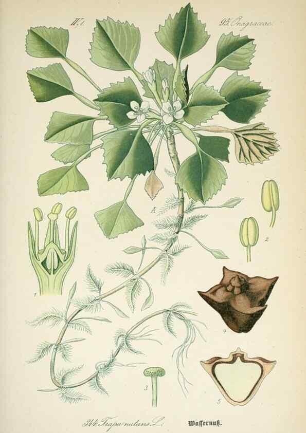 Reproducción/Reproduction 7982386808: Prof. Dr. Thomé's Flora von Deutschland, Österreich und der Schweiz, in Wort und Bild, für Schule und Haus ; mit ... Tafeln ... von Walter Müller.. Gera-Untermhaus :F.E. Köhler,1886-1934.