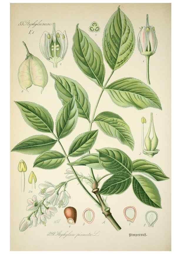 Reproducción/Reproduction 7982376329: Prof. Dr. Thomé's Flora von Deutschland, Österreich und der Schweiz, in Wort und Bild, für Schule und Haus ; mit ... Tafeln ... von Walter Müller.. Gera-Untermhaus :F.E. Köhler,1886-1934.