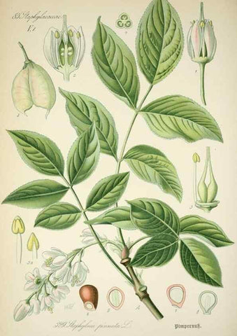 Reproducción/Reproduction 7982376329: Prof. Dr. Thomé's Flora von Deutschland, Österreich und der Schweiz, in Wort und Bild, für Schule und Haus ; mit ... Tafeln ... von Walter Müller.. Gera-Untermhaus :F.E. Köhler,1886-1934.