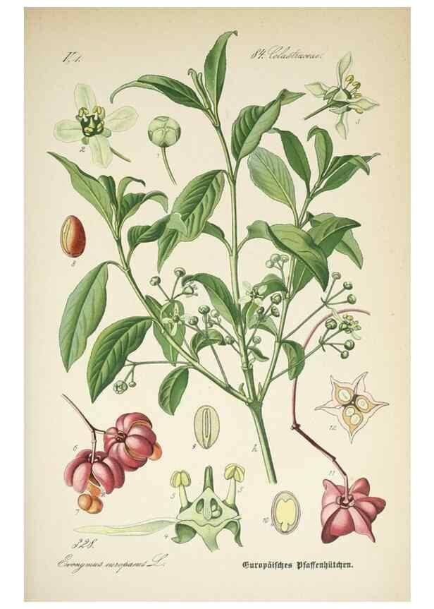 Reproducción/Reproduction 7982378532: Prof. Dr. Thomé's Flora von Deutschland, Österreich und der Schweiz, in Wort und Bild, für Schule und Haus ; mit ... Tafeln ... von Walter Müller.. Gera-Untermhaus :F.E. Köhler,1886-1934.