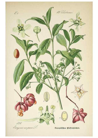 Reproducción/Reproduction 7982378532: Prof. Dr. Thomé's Flora von Deutschland, Österreich und der Schweiz, in Wort und Bild, für Schule und Haus ; mit ... Tafeln ... von Walter Müller.. Gera-Untermhaus :F.E. Köhler,1886-1934.