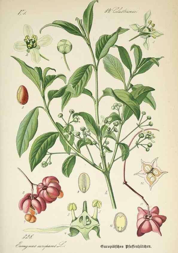 Reproducción/Reproduction 7982378532: Prof. Dr. Thomé's Flora von Deutschland, Österreich und der Schweiz, in Wort und Bild, für Schule und Haus ; mit ... Tafeln ... von Walter Müller.. Gera-Untermhaus :F.E. Köhler,1886-1934.