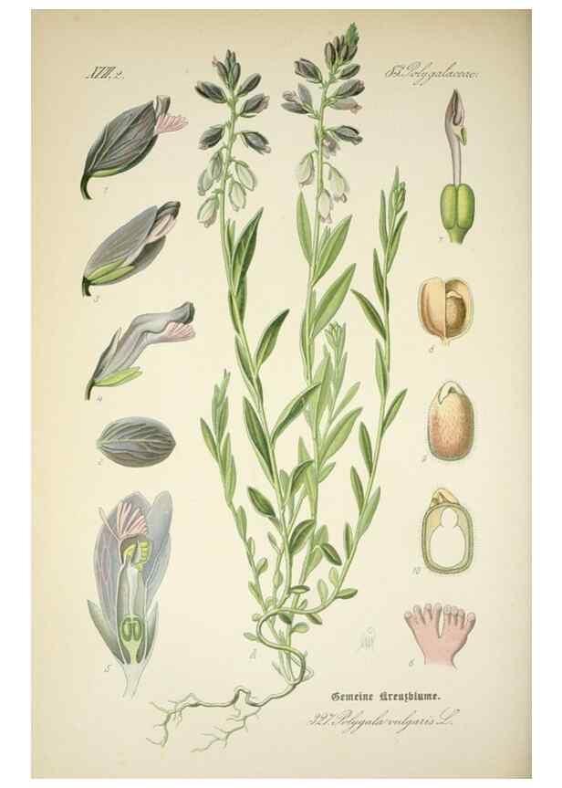 Reproducción/Reproduction 7982375327: Prof. Dr. Thomé's Flora von Deutschland, Österreich und der Schweiz, in Wort und Bild, für Schule und Haus ; mit ... Tafeln ... von Walter Müller.. Gera-Untermhaus :F.E. Köhler,1886-1934.