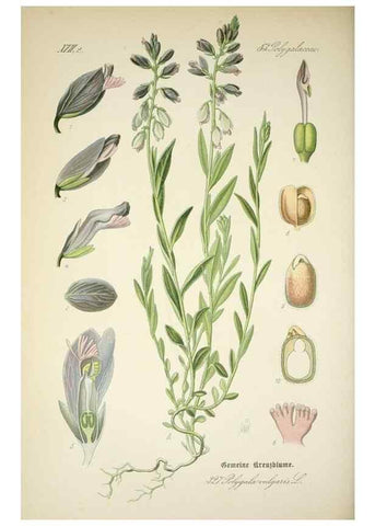 Reproducción/Reproduction 7982375327: Prof. Dr. Thomé's Flora von Deutschland, Österreich und der Schweiz, in Wort und Bild, für Schule und Haus ; mit ... Tafeln ... von Walter Müller.. Gera-Untermhaus :F.E. Köhler,1886-1934.