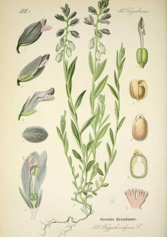 Reproducción/Reproduction 7982375327: Prof. Dr. Thomé's Flora von Deutschland, Österreich und der Schweiz, in Wort und Bild, für Schule und Haus ; mit ... Tafeln ... von Walter Müller.. Gera-Untermhaus :F.E. Köhler,1886-1934.