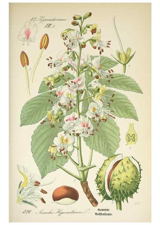 Reproducción/Reproduction 7982377652: Prof. Dr. Thomé's Flora von Deutschland, Österreich und der Schweiz, in Wort und Bild, für Schule und Haus ; mit ... Tafeln ... von Walter Müller.. Gera-Untermhaus :F.E. Köhler,1886-1934.