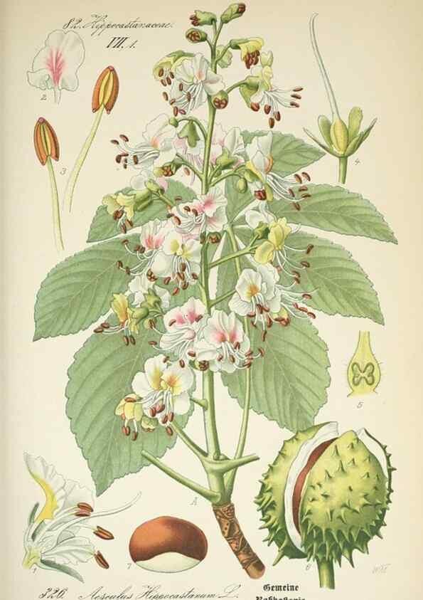 Reproducción/Reproduction 7982377652: Prof. Dr. Thomé's Flora von Deutschland, Österreich und der Schweiz, in Wort und Bild, für Schule und Haus ; mit ... Tafeln ... von Walter Müller.. Gera-Untermhaus :F.E. Köhler,1886-1934.