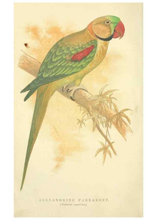 Reproducción/Reproduction 7979742616: The speaking parrots:. London,L.U. Gill[1884]