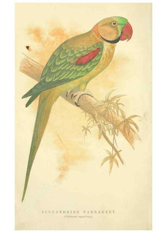 Reproducción/Reproduction 7979742616: The speaking parrots:. London,L.U. Gill[1884]