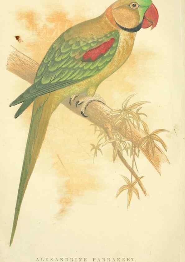 Reproducción/Reproduction 7979742616: The speaking parrots:. London,L.U. Gill[1884]