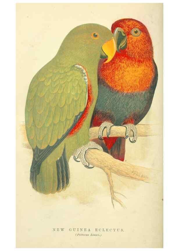 Reproducción/Reproduction 7979742827: The speaking parrots:. London,L.U. Gill[1884]
