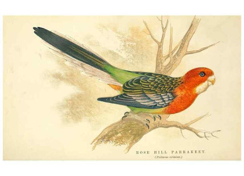 Reproducción/Reproduction 7979746764: The speaking parrots:. London,L.U. Gill[1884]