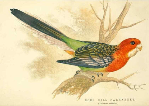 Reproducción/Reproduction 7979746764: The speaking parrots:. London,L.U. Gill[1884]