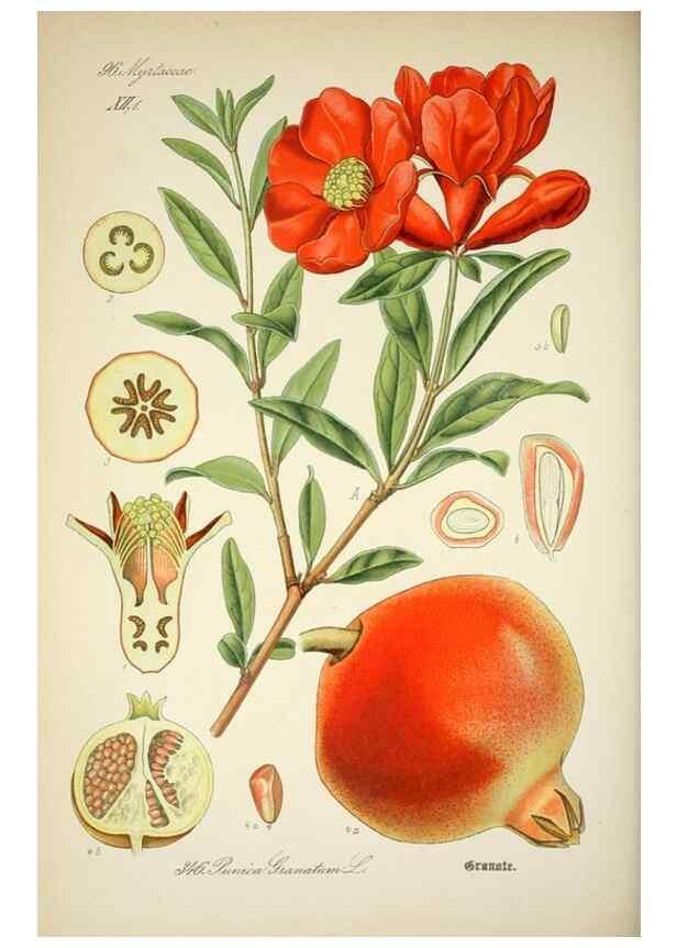 Reproducción/Reproduction 7982384303: Prof. Dr. Thomé's Flora von Deutschland, Österreich und der Schweiz, in Wort und Bild, für Schule und Haus ; mit ... Tafeln ... von Walter Müller.. Gera-Untermhaus :F.E. Köhler,1886-1934.