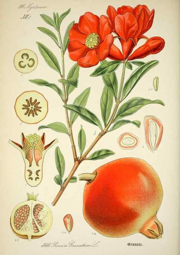 Reproducción/Reproduction 7982384303: Prof. Dr. Thomé's Flora von Deutschland, Österreich und der Schweiz, in Wort und Bild, für Schule und Haus ; mit ... Tafeln ... von Walter Müller.. Gera-Untermhaus :F.E. Köhler,1886-1934.
