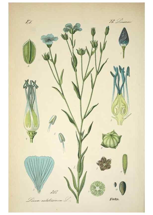 Reproducción/Reproduction 7982373418: Prof. Dr. Thomé's Flora von Deutschland, Österreich und der Schweiz, in Wort und Bild, für Schule und Haus ; mit ... Tafeln ... von Walter Müller.. Gera-Untermhaus :F.E. Köhler,1886-1934.
