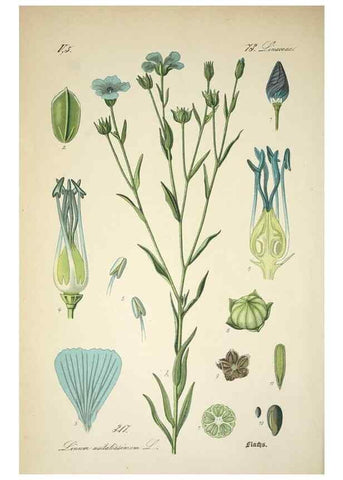 Reproducción/Reproduction 7982373418: Prof. Dr. Thomé's Flora von Deutschland, Österreich und der Schweiz, in Wort und Bild, für Schule und Haus ; mit ... Tafeln ... von Walter Müller.. Gera-Untermhaus :F.E. Köhler,1886-1934.