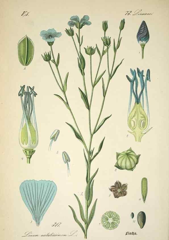 Reproducción/Reproduction 7982373418: Prof. Dr. Thomé's Flora von Deutschland, Österreich und der Schweiz, in Wort und Bild, für Schule und Haus ; mit ... Tafeln ... von Walter Müller.. Gera-Untermhaus :F.E. Köhler,1886-1934.