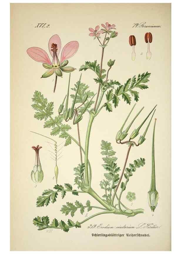 Reproducción/Reproduction 7982371557: Prof. Dr. Thomé's Flora von Deutschland, Österreich und der Schweiz, in Wort und Bild, für Schule und Haus ; mit ... Tafeln ... von Walter Müller.. Gera-Untermhaus :F.E. Köhler,1886-1934.