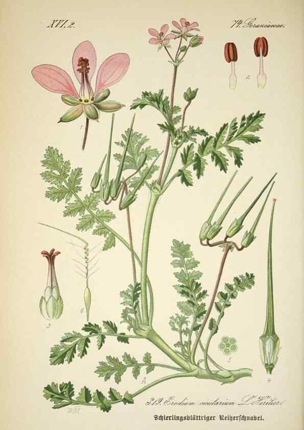 Reproducción/Reproduction 7982371557: Prof. Dr. Thomé's Flora von Deutschland, Österreich und der Schweiz, in Wort und Bild, für Schule und Haus ; mit ... Tafeln ... von Walter Müller.. Gera-Untermhaus :F.E. Köhler,1886-1934.