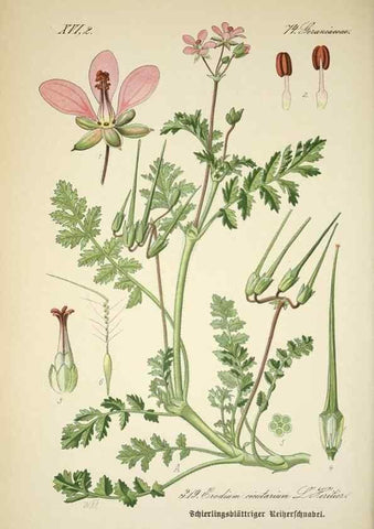 Reproducción/Reproduction 7982371557: Prof. Dr. Thomé's Flora von Deutschland, Österreich und der Schweiz, in Wort und Bild, für Schule und Haus ; mit ... Tafeln ... von Walter Müller.. Gera-Untermhaus :F.E. Köhler,1886-1934.