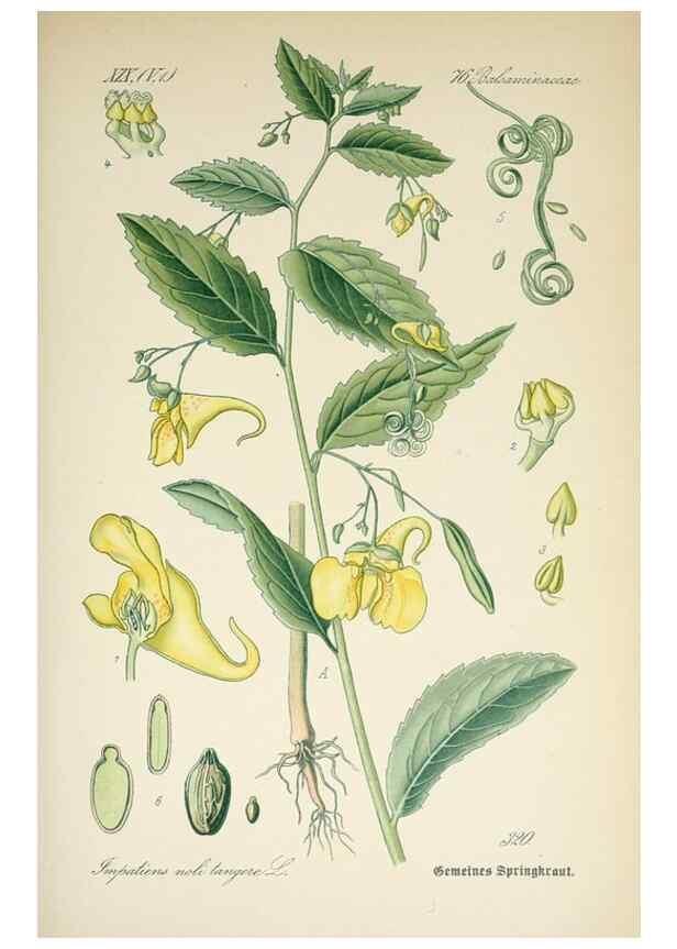 Reproducción/Reproduction 7982371929: Prof. Dr. Thomé's Flora von Deutschland, Österreich und der Schweiz, in Wort und Bild, für Schule und Haus ; mit ... Tafeln ... von Walter Müller.. Gera-Untermhaus :F.E. Köhler,1886-1934.