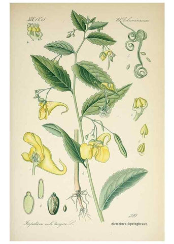 Reproducción/Reproduction 7982371929: Prof. Dr. Thomé's Flora von Deutschland, Österreich und der Schweiz, in Wort und Bild, für Schule und Haus ; mit ... Tafeln ... von Walter Müller.. Gera-Untermhaus :F.E. Köhler,1886-1934.